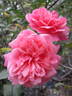 Général Schablikine rose photo