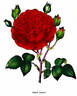 Prince Albert rose photo