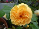 Spotlight rose photo