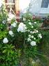 MEIdyceus rose photo