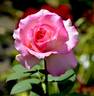Louise Estes rose photo