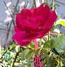 Emera rose photo