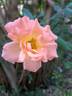 Message d'Espoir rose photo