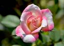 Vernon Rickard rose photo