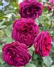 Celestial Night ™ rose photo