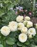Artemis rose photo