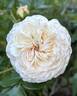 Angels Delight rose photo