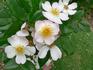 Gentiliana rose photo