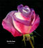Dorothy Anne rose photo