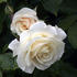 Avalanche rose photo