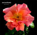 Jacob van Ruysdael rose photo