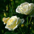 Royden rose photo