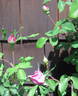 Magna Charta rose photo