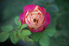 Soleil Romantica rose photo