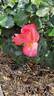 Jazz Festival rose photo