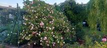 Duchesse de Brabant rose photo