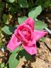 Pink Peace rose photo