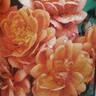 Ginger Nut rose photo