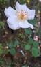 Maria Mathilda rose photo