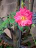 Bee's Paradise ® Pink rose photo