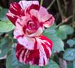 Julio Iglesias ® rose photo