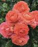 Coquitlam rose photo
