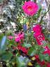 Emera rose photo
