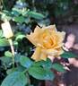 Disting'o Orange rose photo