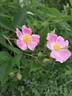 <i>Rosa setigera</i> f. <i>serena</i> Palm. et Steyerm. rose photo