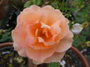 Schöne vom See rose photo