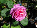 Huddersfield Choral Society rose photo