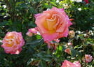 Josh Alonso ™ rose photo