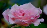 First Kiss rose photo
