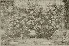 Euphrosyne rose photo