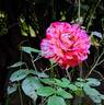Julio Iglesias ® rose photo