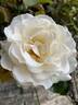 Whisper ™ rose photo