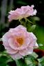 First Kiss rose photo