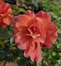 Isa rose photo