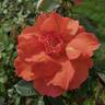 Isa rose photo