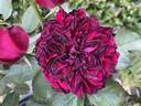 Back in Black rose photo