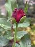 Back in Black rose photo