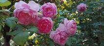Alan Titchmarsh rose photo
