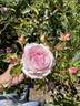 Sweet Delight rose photo