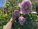 The Pride rose photo