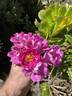 Bordeaux (hybrid multiflora, Soupert rose photo