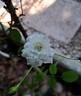 Sea Foam rose photo