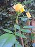 Disting'o Orange rose photo
