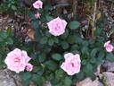 Julie Pietri rose photo