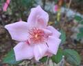 Julie Pietri rose photo