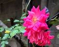 Bee's Paradise ® Pink rose photo